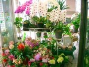 「花のエンドウ」　（岐阜県岐阜市）の花屋店舗写真2